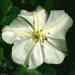 Moonflower & Trumpet vine