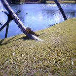 8057 – 12/26/05 bull iguana by the lake