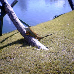 8056 – 12/26/05 bull iguana by the lake