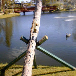 8054 – 12/26/05 bull iguana by the lake
