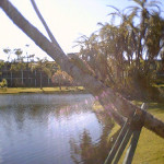 8052 – 12/26/05 bull iguana by the lake