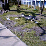 8078 – more wildlife out back