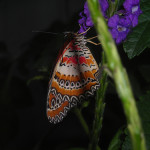 8636 –