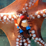 The octopus who loves his Mr Potato Head