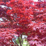 downsized_0423001250.jpg