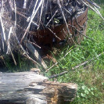downsized_0624000921.jpg