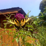 downsized_0711001517.jpg