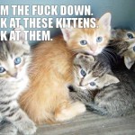 calm down. kittens.