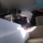 pyewacket 2 sun