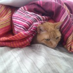 Newton purrito