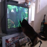 Pyewacket loves fishtank tv