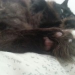 Pyewacket toe fluffs