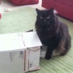 Pye loves when Allison gets yarn.