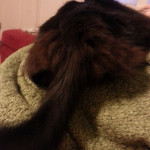 pyewacket tushie