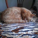 Sleepy poop Newton
