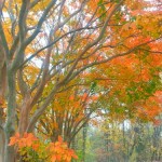 More crazy fire tree