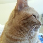 Newton is mega snugglesome this am