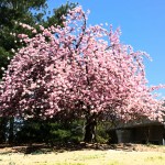Tree in McLean Va near galleria