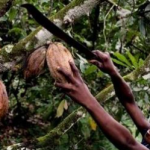 Court rules Nestlé and other chocolate companies can be sued for using cocoa harvested by overseas child labor.