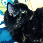 Pye-a-like!