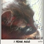 Pye a year ago.