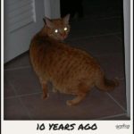 Newton laser cat spin 10 years ago. https://t.co/WAiyy76H9r https://t.co/mMAjJuDiZA