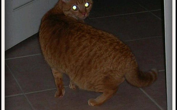 Newton laser cat spin 10 years ago. https://t.co/WAiyy76H9r https://t.co/mMAjJuDiZA