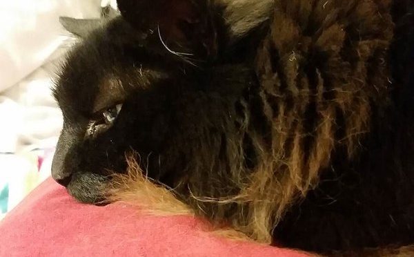 Pyewacket watching youtube. He looks anmoyed, but he’s just chillaxing.  #black #catsofins… https://t.co/inYG8tp2Pg https://t.co/xiP9GfJ3SQ
