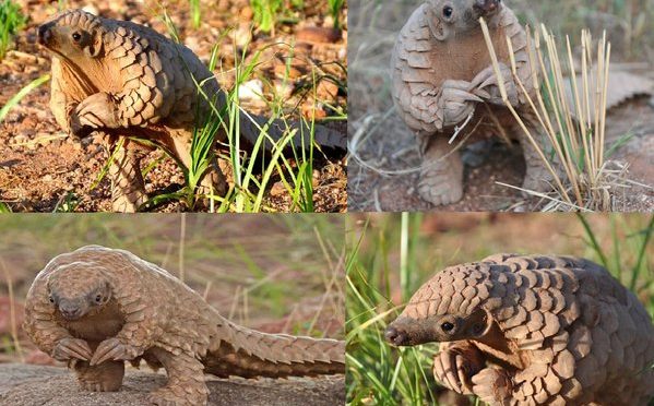RT Lisa Dib @LisaDib1: baby pangolins always look like they’re waiting to nervously ask you to prom https://t.co/Oovf4xO5EP