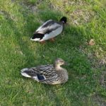 Double ducks on a duck date. https://t.co/BNQSdvwBMm https://t.co/0tM1qgjkXS