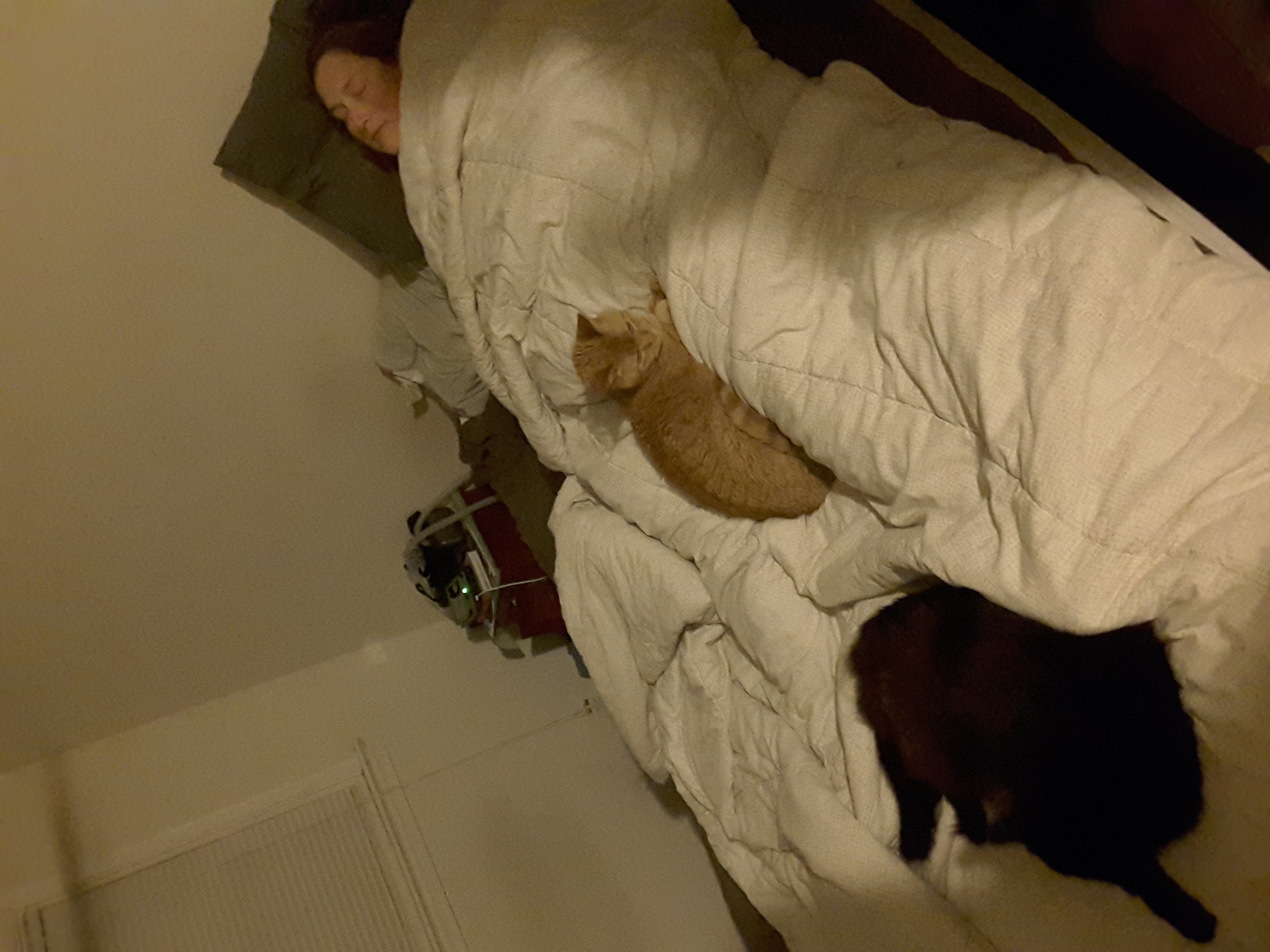 Allison, Newton and Pye snoozing out.