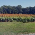 Sorghum at a mermaid’s harvest 
