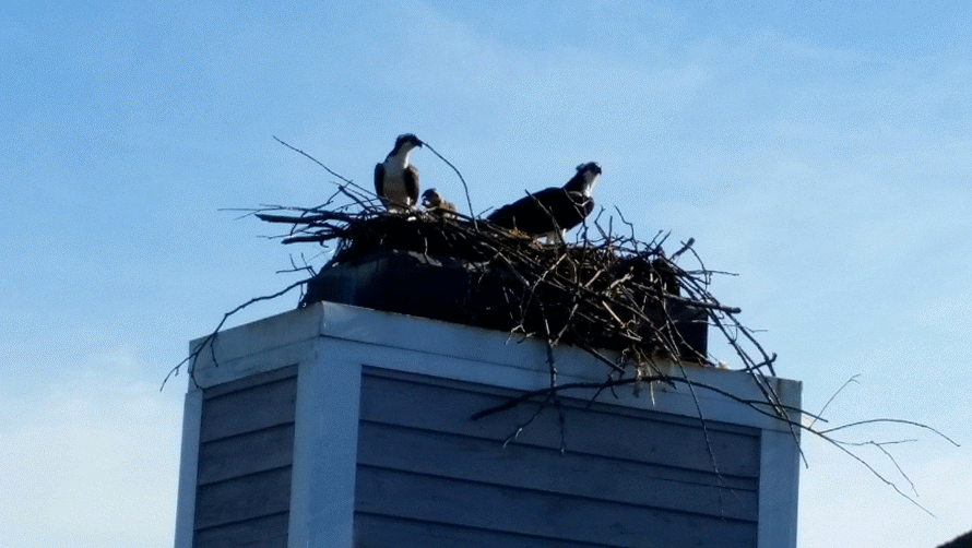 Animated photo of bird nest
