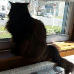 Le Pye Chat Noir