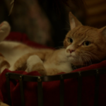 Mr. Snuggles from Midnight, Texas mimics Newton’s character.