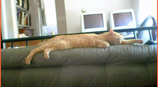 Newton in my Ft Lauderdale apt, Nov 6, 2003! #catsofinstagram https://t.co/pUJypaExiI https://t.co/ULkE0HiYxQ