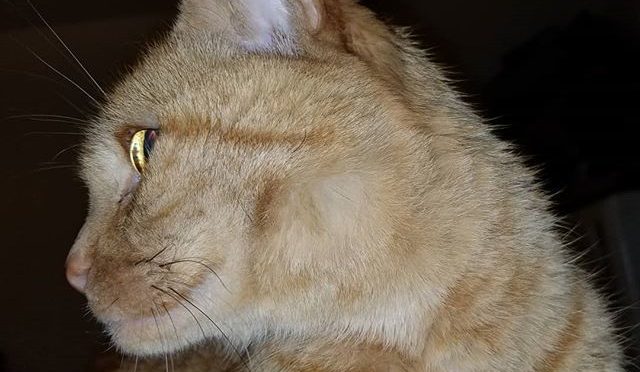 Newton attack approx 330 am. #catsofinstagram #tabby #thud https://t.co/cbaB0rFVkg https://t.co/P5vVcr67iF