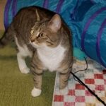 Pearl adopted April 12
