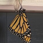 The butterfly emerges!
